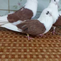 دوکت تهرانی