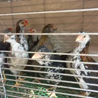 نیمچه گلین دو ماهه|حیوانات مزرعه|بابل, |دیوار