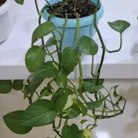 گل های پیتوس|گل و گیاه طبیعی|اسلام‌شهر, شهرک سعیدیه|دیوار