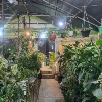 واگذاری گلخانه فعال با تجهیزات کامل بدون زمین|اجارهٔ مغازه و غرفه|مشهد, هنرستان|دیوار