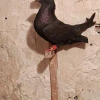 زاغ بمی|پرنده|کرمان, |دیوار