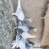 فروش کبوتر المانی موقعیت کاشمر|پرنده|مشهد, هفده شهریور|دیوار