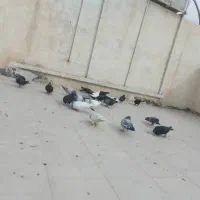 کبوتر|پرنده|قزوین, |دیوار