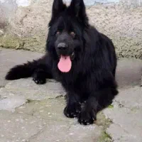 ژرمن شپرد بلک کینگ سایز موبلند گران نخرید ژرمن شاپ