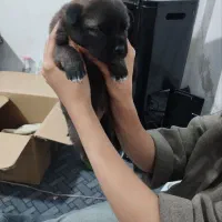 توله سرابی به شرط|سگ|هشتگرد, شهرک راه آهن|دیوار