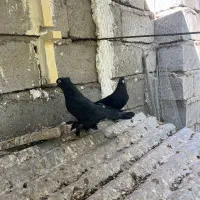 پرنده|پرنده|بم, |دیوار