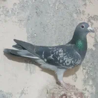 فروشی پلاکی