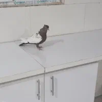 ماده سینه قهوایی