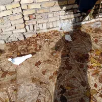 ۳ عدد طوقی بسیار زیبا|پرنده|قزوین, |دیوار