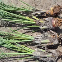 پاجوش نخل برحی|گل و گیاه طبیعی|رامهرمز, |دیوار