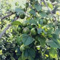 آلوچه سردری خوش طمع