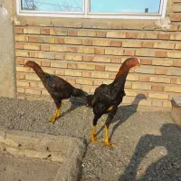 دوعدد خروس لاری اصل