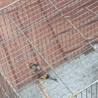 سهره نر قفس نرسرمایی|پرنده|سقز, |دیوار