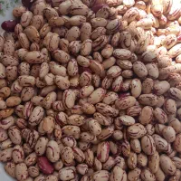 لوبیا چیتی