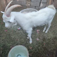 فروش چند راس گوسفند|حیوانات مزرعه|مهریز, |دیوار