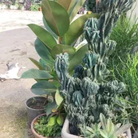 کاکتوس صخره ای|گل و گیاه طبیعی|رودبنه, |دیوار