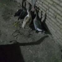 غاز