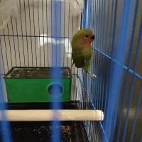 طوطی برزیلی اوپال|پرنده|فردیس, ثابتی|دیوار