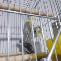 چند جفت عروس هلندی مولد|پرنده|آباده, |دیوار