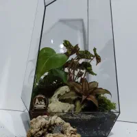 تراریوم تزیینی شیک تک به قیمت عمده|گل و گیاه طبیعی|شیراز, شهرک ولیعصر|دیوار