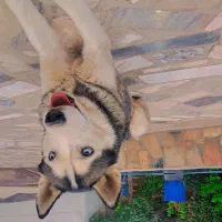 واگذاری سگ|سگ|کاشان, پشت شهربانی|دیوار