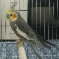 عروس هلندی سخنگو