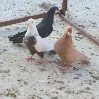 رنگی .کله .سینه .شهری .دم سفید|پرنده|محمله, |دیوار