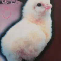 به تعدادی کارگر جهت کار در مرغداری شهر قرق