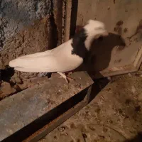کفتر|پرنده|فسا, |دیوار