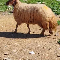 یک عدد شک نزاییده و یک عدد بره چاق 33کیلویی