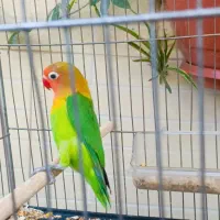 کوتوله سبز فیشر|پرنده|اصفهان, ارزنان|دیوار