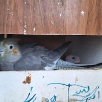 پرنده|پرنده|قم, پردیسان|دیوار