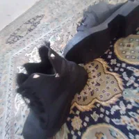 نیم بوت دخترانه و زنانه|کیف، کفش، کمربند|بیرجند, |دیوار