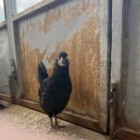 مرغ و خروس گلین|حیوانات مزرعه|فرخ‌شهر, |دیوار