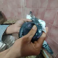 شازده|پرنده|زرندیه, |دیوار