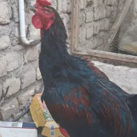خروس لاری اصل