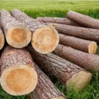 برش درخت و هرس کاری