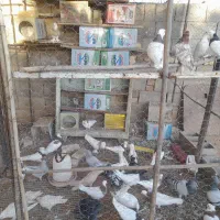 کبوتر طوقی|پرنده|چادگان, |دیوار