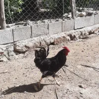 خروس گلین چهل تاج ریشی