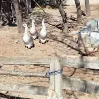 قوغاز خاکستری نر|حیوانات مزرعه|رزن, |دیوار