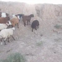 بزغاله نربز|حیوانات مزرعه|مشهد, کوی سیدی|دیوار