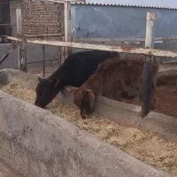 گوساله نر|حیوانات مزرعه|بوئین زهرا, |دیوار