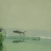 ماهی پنگوسی گوشتخوار