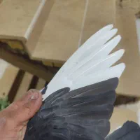 کفتر غزه سیاه|پرنده|شیراز, دکتر حسابی|دیوار