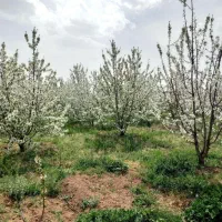 باغ فشند ۴۰۰۰متری با امکانات