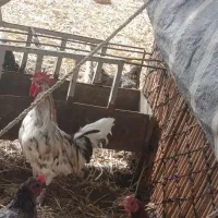 خروس