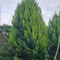 درخت و نهال در ارتفاع دلخواه شما