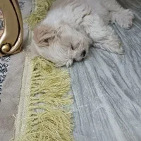 ...|سگ|تهران, نعمتآباد|دیوار