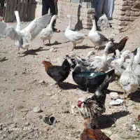 معاوضه غاز قوغاز با گوشی
