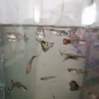 ماهی گوپی جفتی 50 یک نر و یک ماده ‌مولد|ماهی|اسلام‌‌آباد غرب, |دیوار